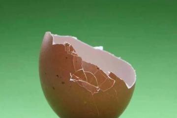 蛋壳梦碎纽交所：惨遭摘牌 老虎环球基金与蚂蚁成冤大头