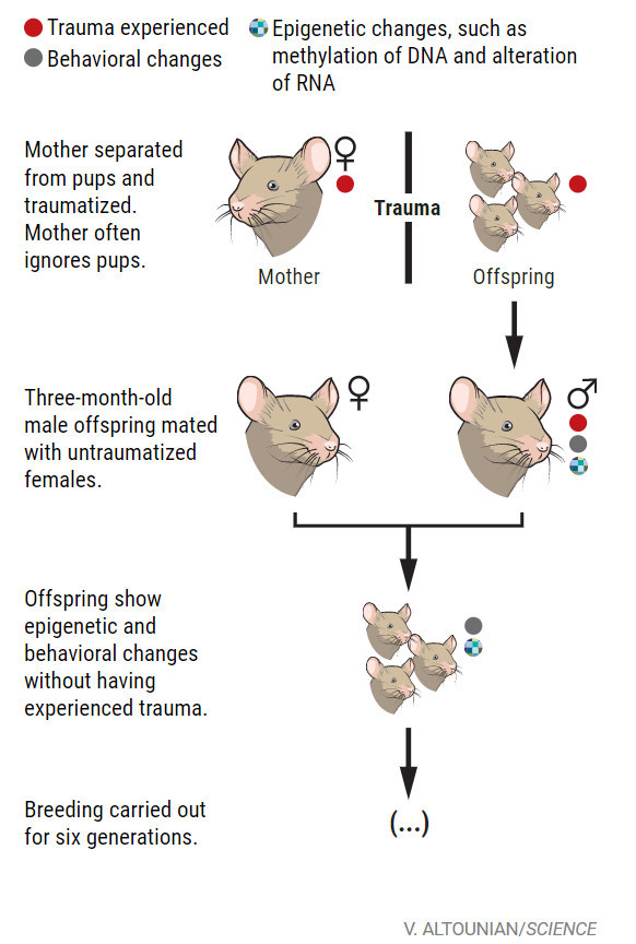研究人员将第一代实验小鼠的母鼠与子女分离，这些小鼠受到的精神创伤会使其后代出现表观遗传改变，同时出现了行为变化