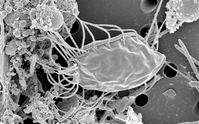 加拿大科学家发现未知真核生物 助揭开复杂细胞起源科技日报生物细胞