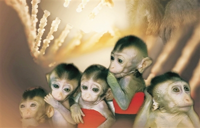 2019年1月24日,5只生物钟紊乱体细胞克隆猴登上中国综合英文期刊《国家科学评论》封面。视觉中国