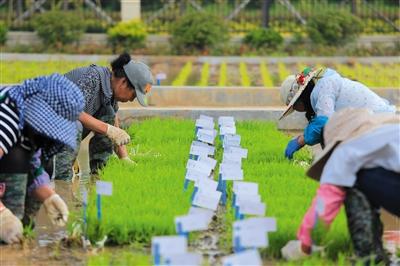 中国首批“海水稻”明年诞生 预计2020年大范围种植