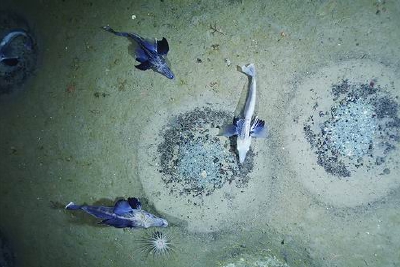 南极冰层下“潜伏”着世界最大鱼类繁殖地