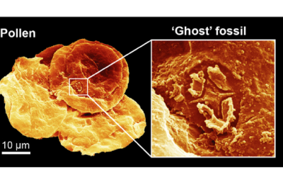 《科学》封面：“幽灵化石”首次现身！这项发现，关乎海洋未来