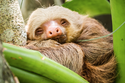 為何人類的睡眠時間在靈長動物中是最短的？