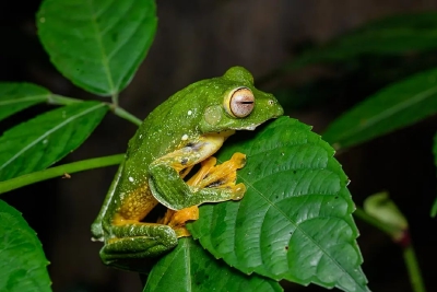飛蛙為何能“飛”？