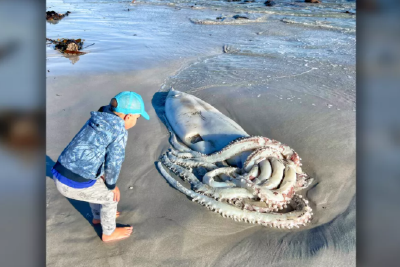 南非海滩出现3.5米长巨型鱿鱼尸体