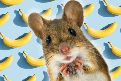公鼠怕香蕉 原因竟是母鼠护子心切
