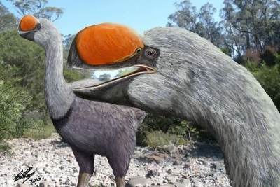 人类偷蛋造成远古澳洲巨鸟灭绝
