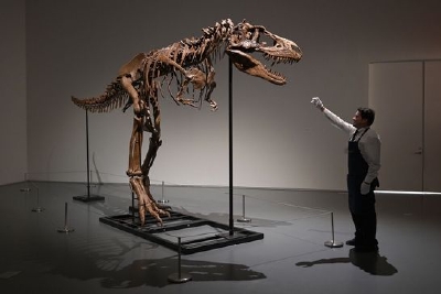 7600萬年前恐龍骨架將在美國拍賣，預估售價500到800萬美元