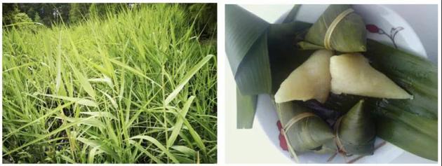 图1:芦苇叶(摄影:曹承娥) 图2:芦苇叶包的粽子(来源:妈妈网)