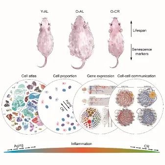 卡路里限制延缓多器官衰老的系统生物学研究
