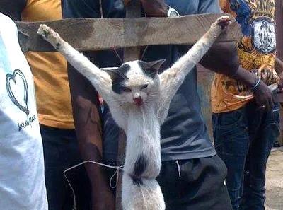 　　时至今日，虐待猫乃至其他动物的行为仍旧屡见不鲜。2011年发布在facebook上的一张加纳青年将一只黑白花色的猫钉在十字架上的照片，引发了巨大争议。图源：Cat Defender