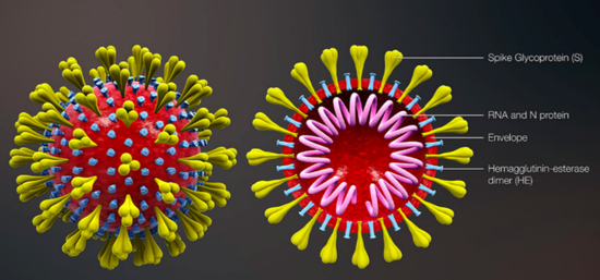 冠状病毒结构示意图