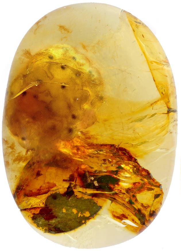 琥珀中的白垩纪“果冻”：蛙卵琥珀被首次发现琥珀古生物学白垩纪