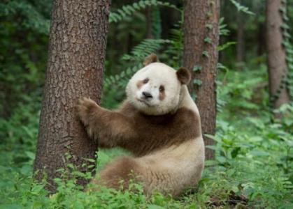 截止目前，有科学记载以来世界上一共仅发现过6只棕色大熊猫，发现地点均为大熊猫的重要栖息地之一陕西秦岭山脉。