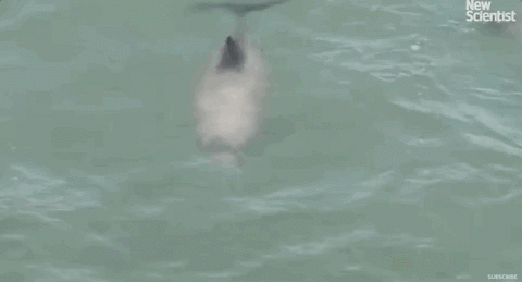 身残志坚的赫氏矮海豚出水场景(呼吸孔闭合)丨Stephen M。 Dawson, et al。 / Marine Mammal Science(2016)