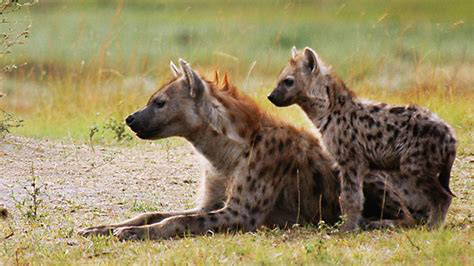 鬣狗（《世界自然保护联盟》 2012年濒危物种红色名录）