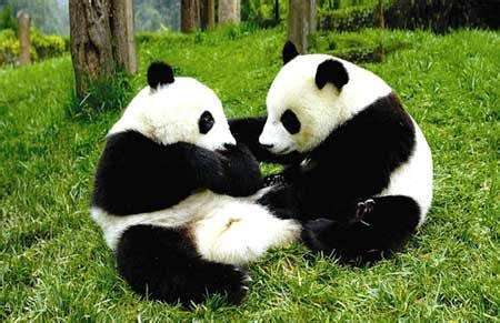 上图是秦岭熊猫，下图是四川熊猫，你能看出区别吗？