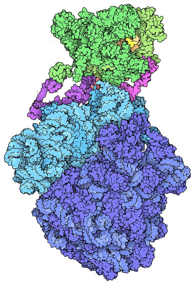 蛋白质数据库Protein Data Bank拥有超过17万个分子结构的档案，包括这种细菌的“表达子”（expressome），其功能是结合RNA和蛋白质合成的过程