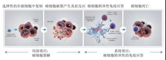 T-vec的作用机理（图片来源：Amgen）