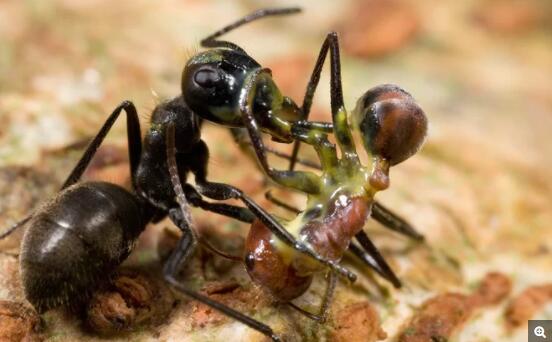 “爆炸蚂蚁”在遇到外界威胁时，会故意使自己的体壁爆裂，将有毒液体喷洒在对方身上。