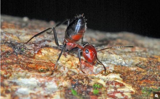 一只 Colobopsis explodens 工蚁腹部翘起，摆出防御姿态。