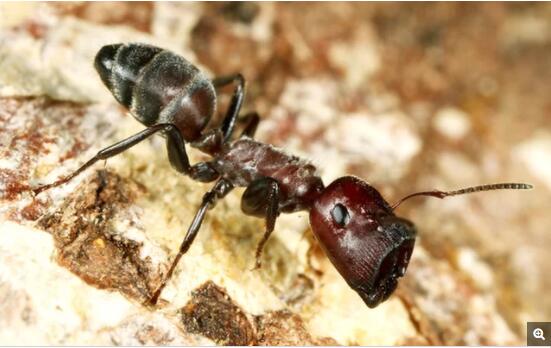 Colobopsis explodens 兵蚁具有完全不同防御策略，它们的头部膨大，顶部呈扁平圆形，像盾牌一样，能用来临时堵住蚁巢入口。