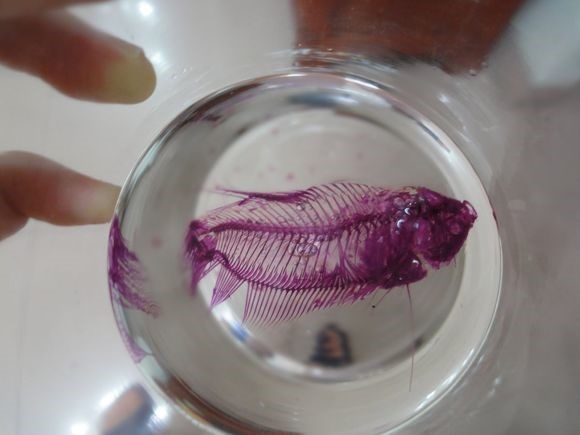 茜素红染色的透明鱼骨骼标本（照片来自网络）