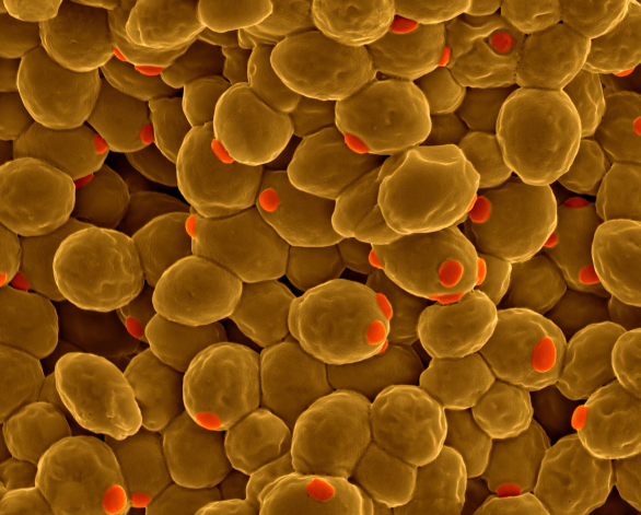 科学家将完全人工合成酵母基因 对人类有积极意义|基因组|酵母|人工合成_新浪科技_新浪网