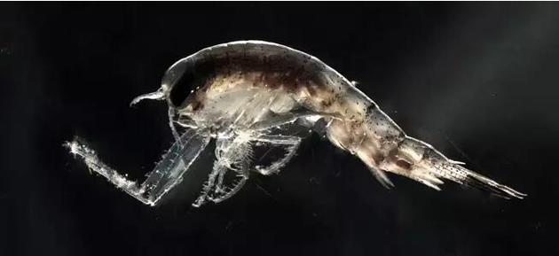 端足类甲壳动物Themisto libellula在极夜期间还会继续捕食浮游动物