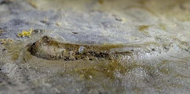 这件三叶虫化石的右眼部分缺损，使科学家得以对其内部结构进行细致的观察。