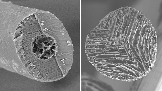 显微镜下的北极熊毛（左）和浙大的仿生有序多孔纤维（右） 崔滢 摄