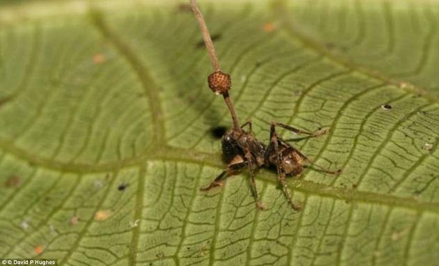 苍蝇在虫草菌的控制下，将身体固定不动、静静等死，随后真菌逐渐生长，最终穿过苍蝇体表，破“土”而出。菌柄充分利用高处的位置，将孢子发射到地面上，然后感染更多昆虫。