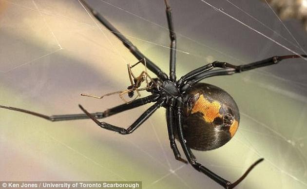 一项对红背蜘蛛(学名:Latrodectus hasselti)的研究发现,雄性红背蜘蛛经常寻找较为年轻并且“未成熟”的雌蛛交配,因为后者可能还未学会如何吃掉交配对象。