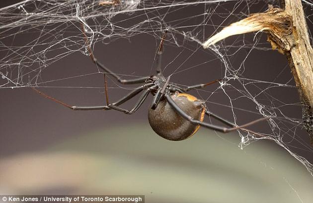 雄性红背蜘蛛与未成熟雌蛛交配:对双方都有利