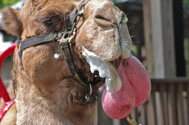 如果你是一头雌骆驼，那从雄骆驼嘴里挤压出来的一个巨大的、可膨胀的囊袋（称为“dulla”）就会显得十分性感。