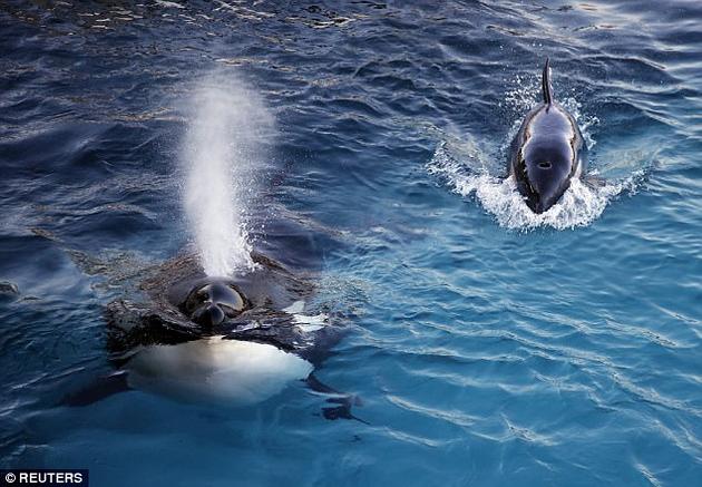 这头名为“Wikie”的雌性虎鲸今年16岁，生活在法国的一家海洋主题公园。通过训练，它能够模仿训练员说出的“hello”、“bye bye”和“Amy”等词语，并能够从1数到3。