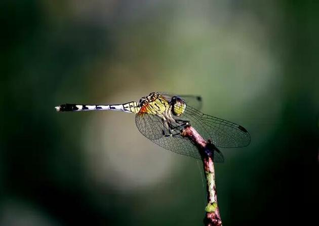 雌性蜻蜓会伪装死亡来避免交配。