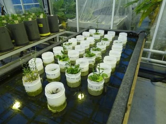 实验结果显示,使用模拟火星土壤可以成功种植不同类型的开花植物。这些盆装植物许多入水中,能够使用土壤中的蠕虫获取水分。