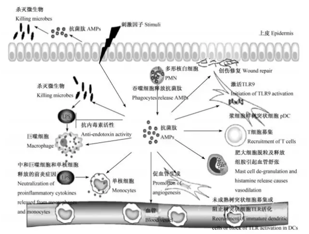 抗菌肽在宿主防御中的多重功能