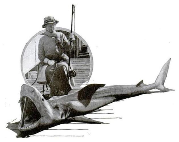 通过水下摄影了解鲨鱼（Understanding Through Underwater Photography），1917年秋