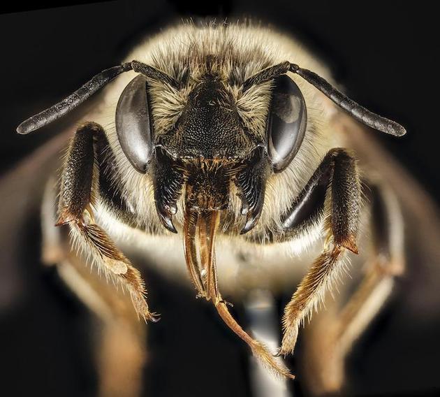 他们发现两种主要蜜蜂物种——Bombus balteatus和Bombus sylvicola,它们的舌头平均比40年前的同类变小了。
