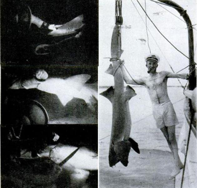 被镜头记录下来的人鲨之战，1950年8月