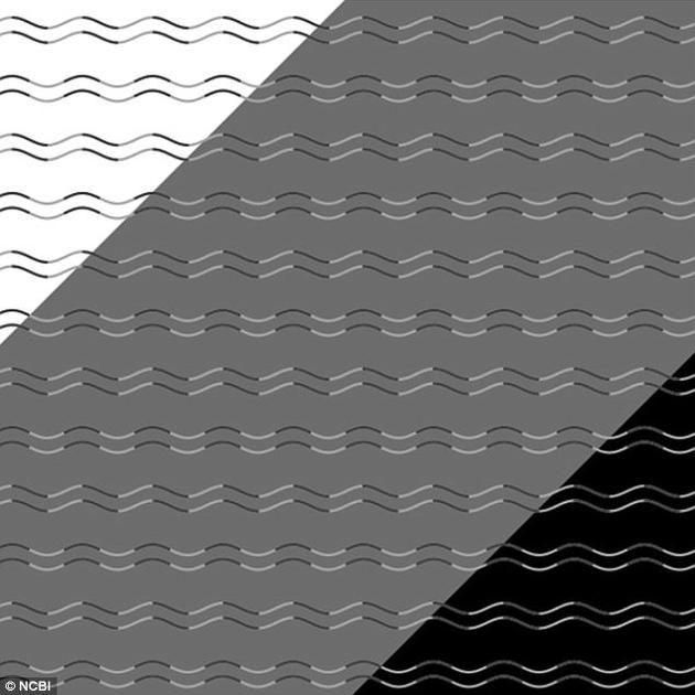 黑色和白色背景上的线条能看出其原本的模样，但在灰色区域，它们却变成了相间的曲线与折线。然而，所有线条都是一模一样的平滑曲线。