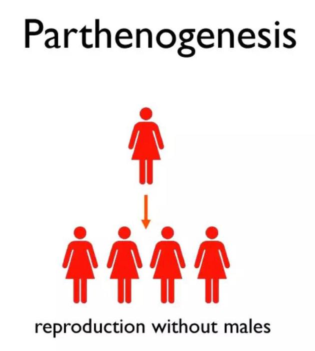 大理石纹螯虾:动物世界里的“女儿国”:娃它爹?不需要!