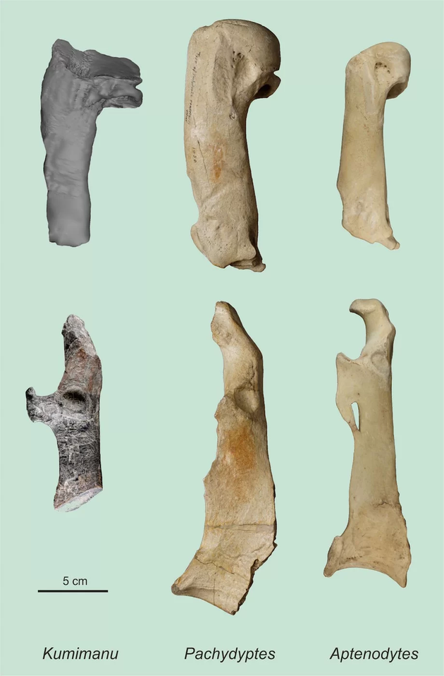 比氏库米企鹅与厚企鹅(Pachydyptes ponderosus,一种已灭绝的大型企鹅,生活在始新世的新西兰)和皇帝企鹅(Pachydyptes ponderosus)的肱骨和鸟喙骨比较