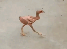 BW9A-fyqincv3873764.gif