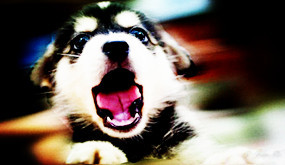 4大原因让单身狗越来越胖