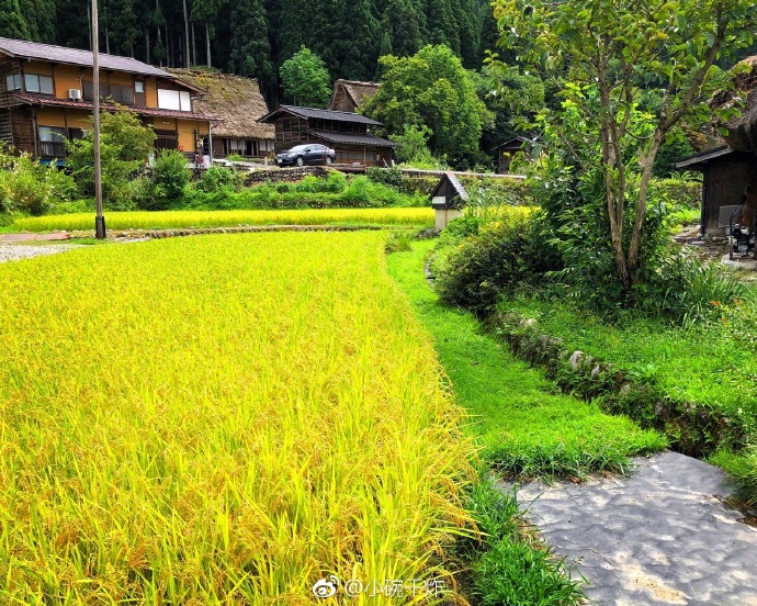 白川人口_北白川玉子