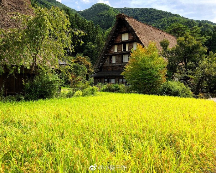 白川人口_北白川玉子